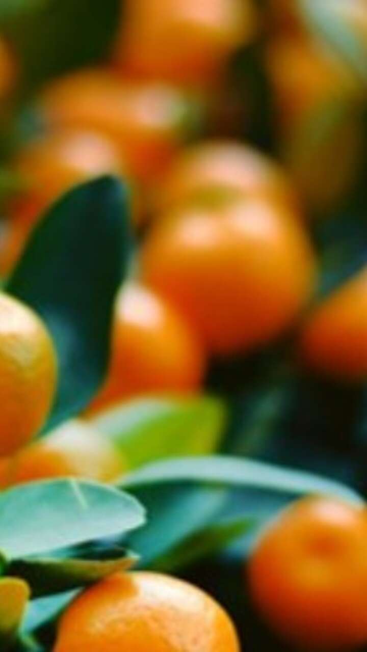 Satsumas