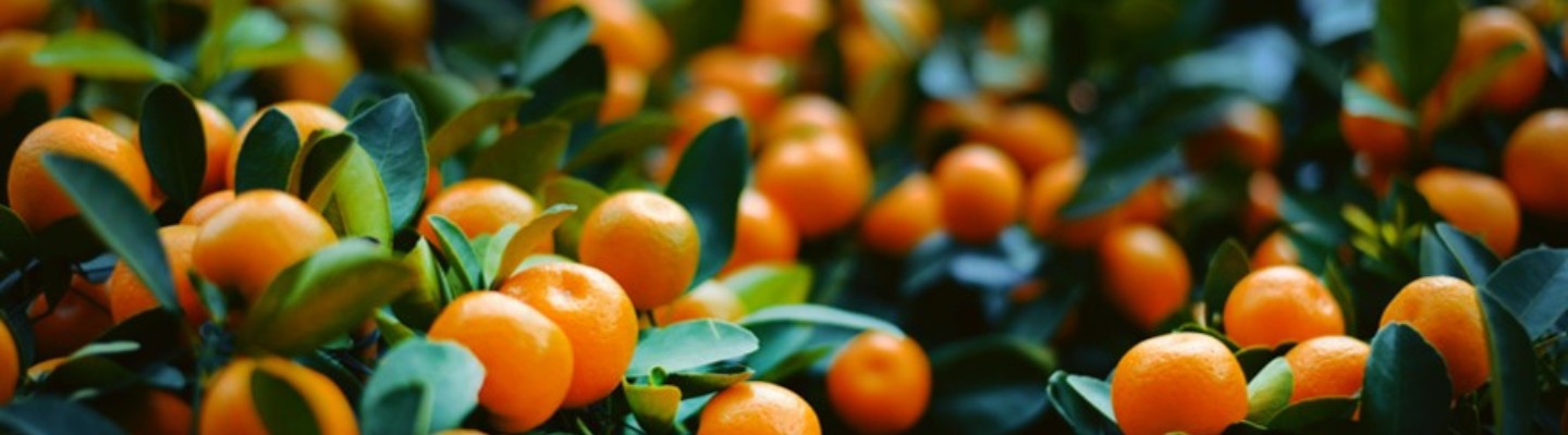 Satsumas