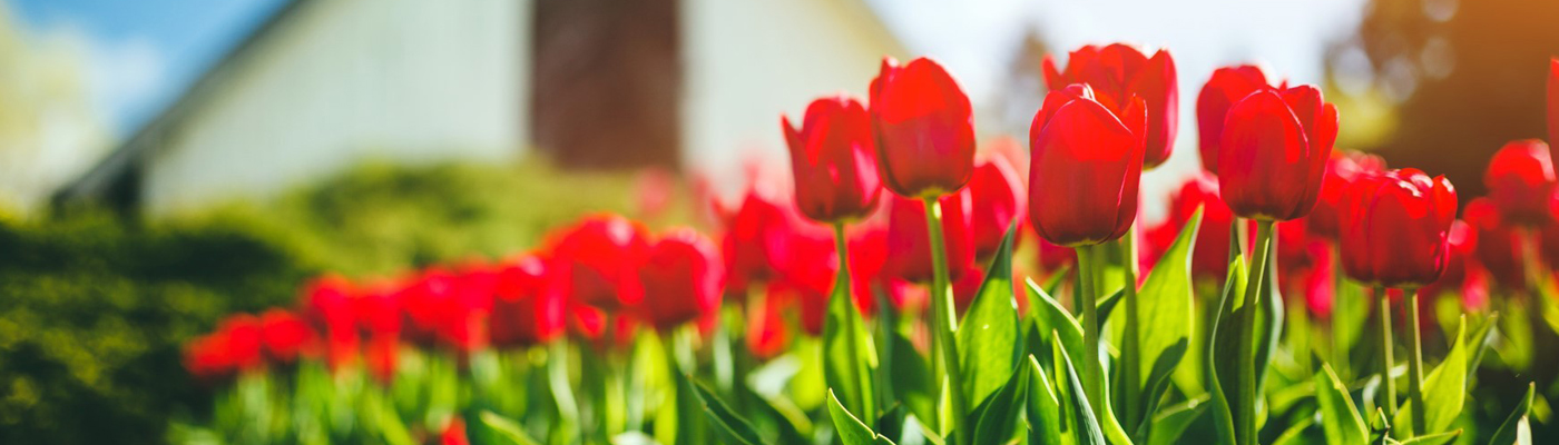 Red Tulips in front of triangle house